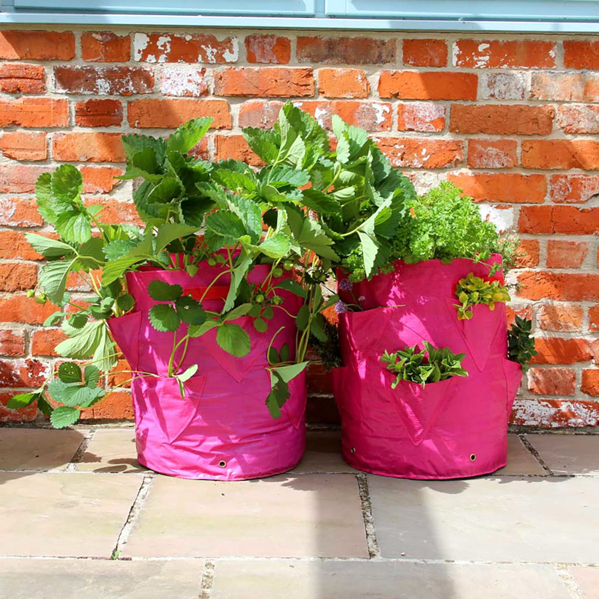 Strawberry & Herb Patio Planters 2-pack いちご・ハーブ たためるプランター ポケット付き 2枚入り