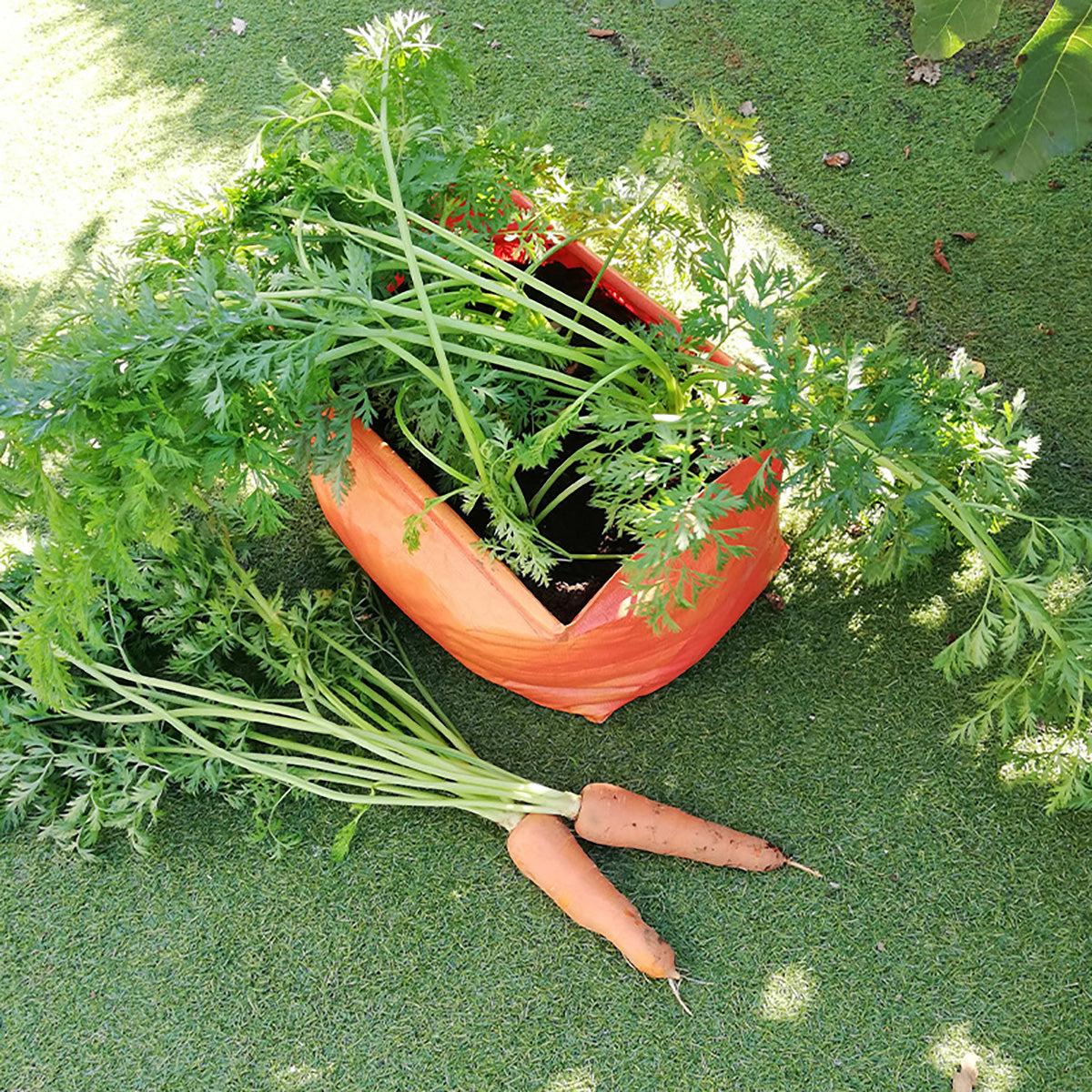 Carrot Patio Planter 2-pack 人参・根菜 深型 たためるプランター 2枚入り