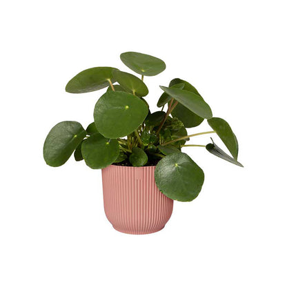 Vibes Fold Pot 14cm リサイクルプラスチック製ポット ピンク