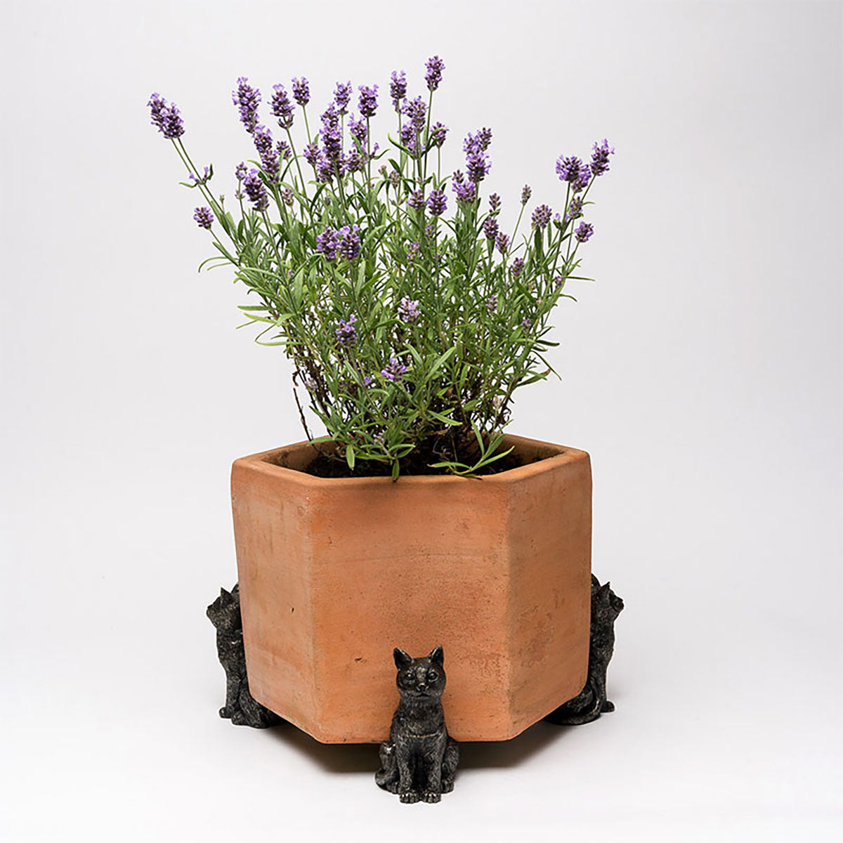 Potty Feet Sitting Cat 鉢オブジェ ポットフィート 座りネコ 3個入り