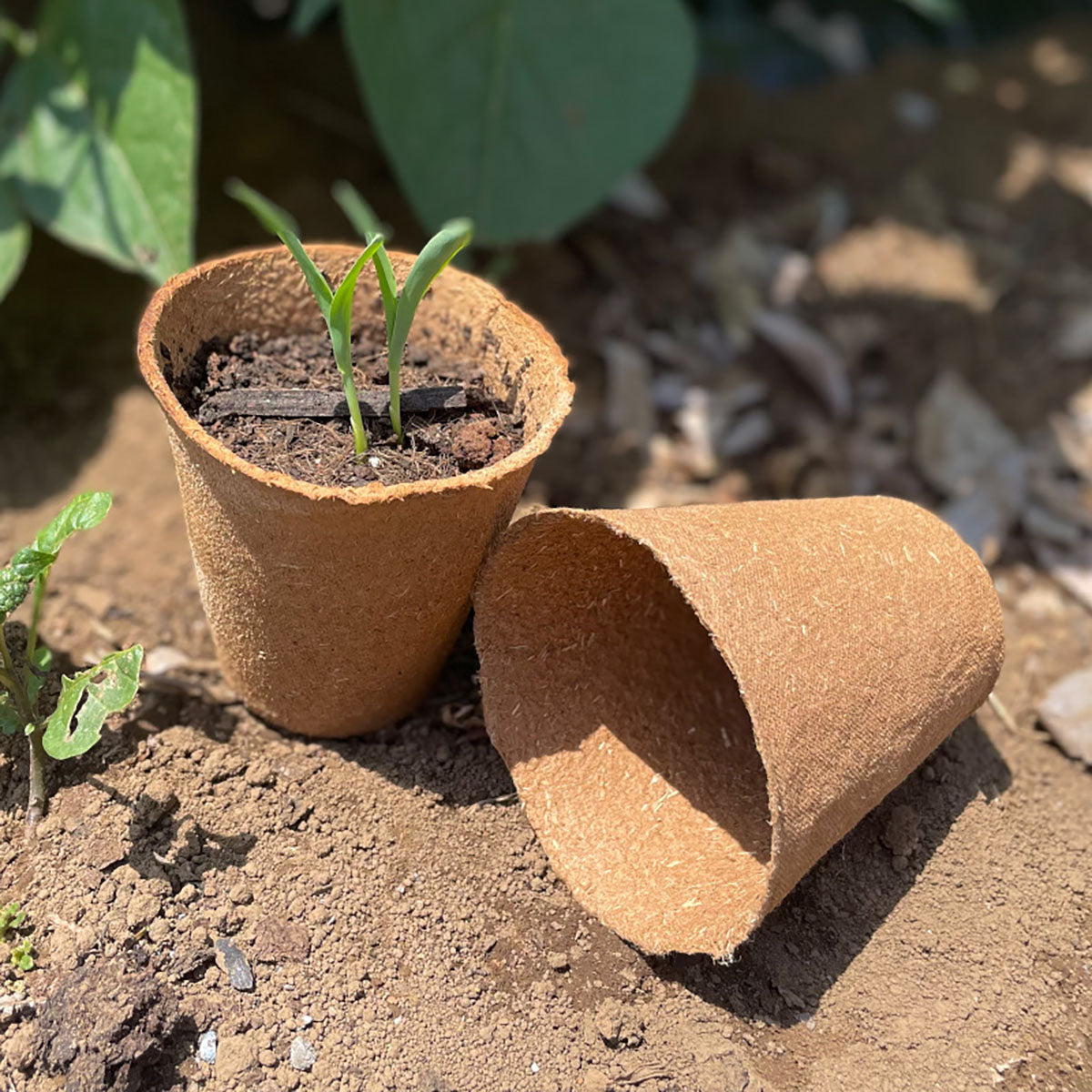 Fibre Pot Round ファイバーポット 丸型 6cm×24個入り