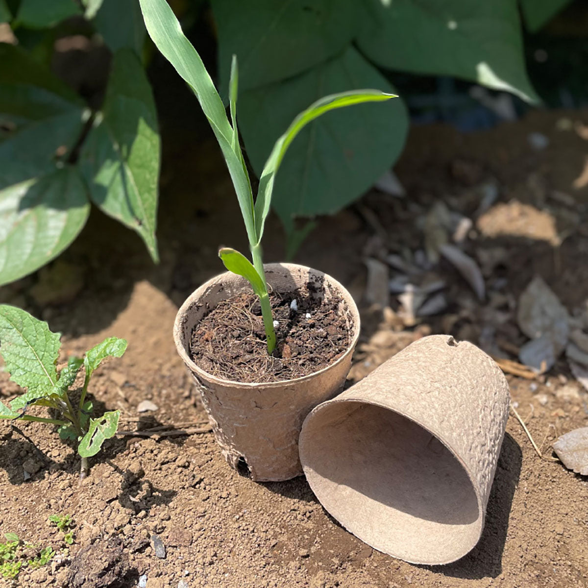 Fibre Pot Round ファイバーポット 丸型 8cm×32個入り