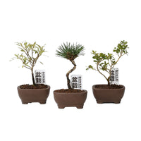 series-kisetu-no-bonsai