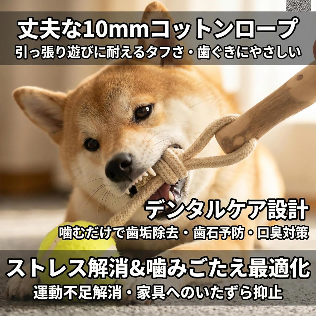 Harry Barker【天然コーヒー木使用】犬用デンタルチュウ テニスボール付き コットンロープ噛むおもちゃ 歯みがき効果 引っ張り遊び コーヒーウッド コーヒー木 天然木 無添加 デンタルケア 歯みがき 歯垢除去 歯石予防 口臭対策 ストレス解消 運動不足解消 引っ張り遊び 取ってこい レトリーブ テニスボール ロープおもちゃ コットンロープ