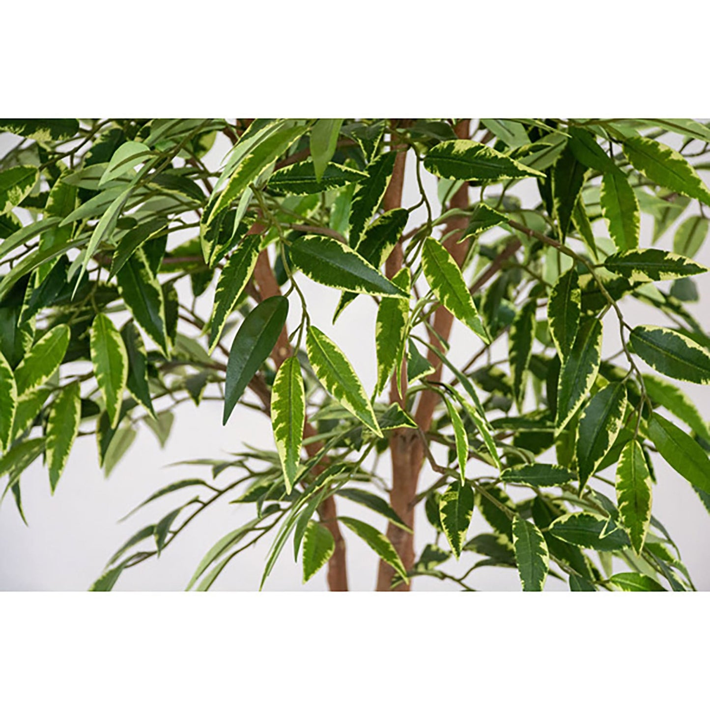 人工樹木／人工観葉植物　シラカシ