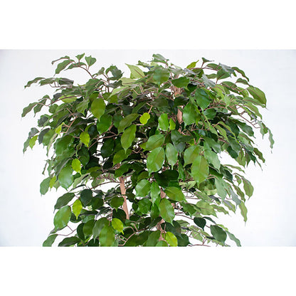 人工樹木／人工観葉植物　ベンジャミン寄植