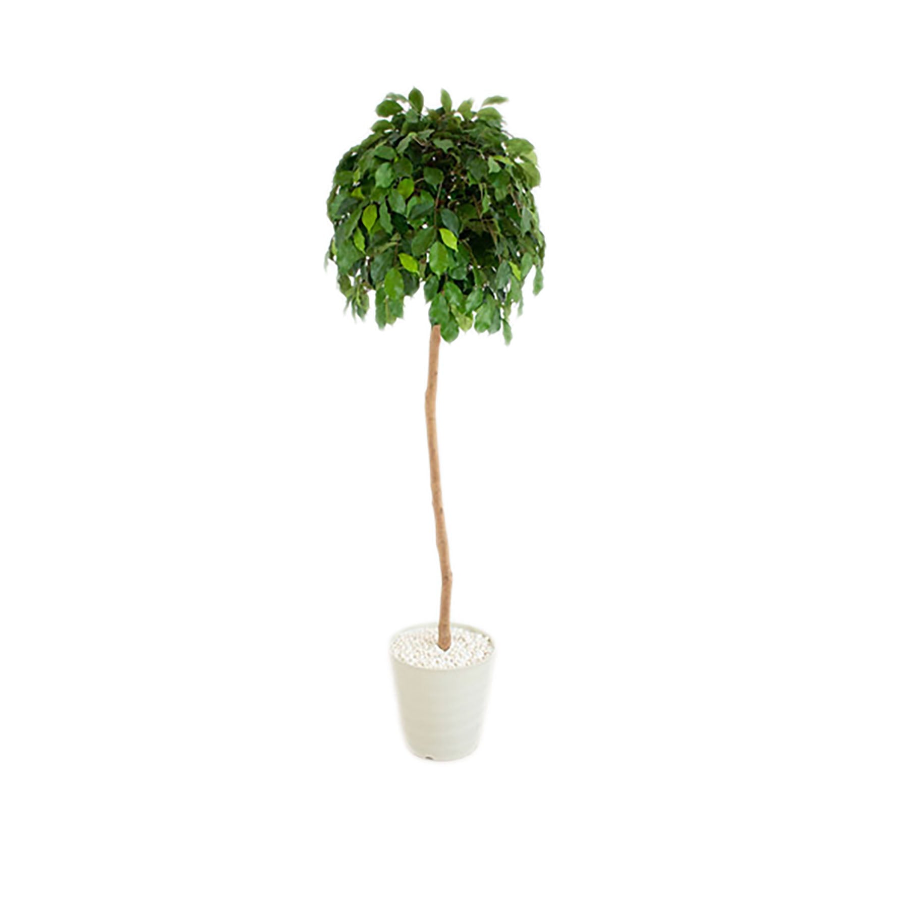 人工 樹木 人工樹木 人工観葉植物 ベンジャミン GREEN CROSS-select