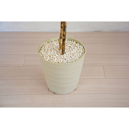 人工樹木／人工観葉植物　フランスベンジャミン　１６０ｃｍ