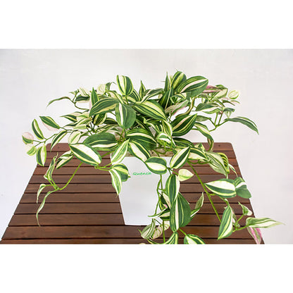 人工樹木／人工観葉植物　ワンダーリング