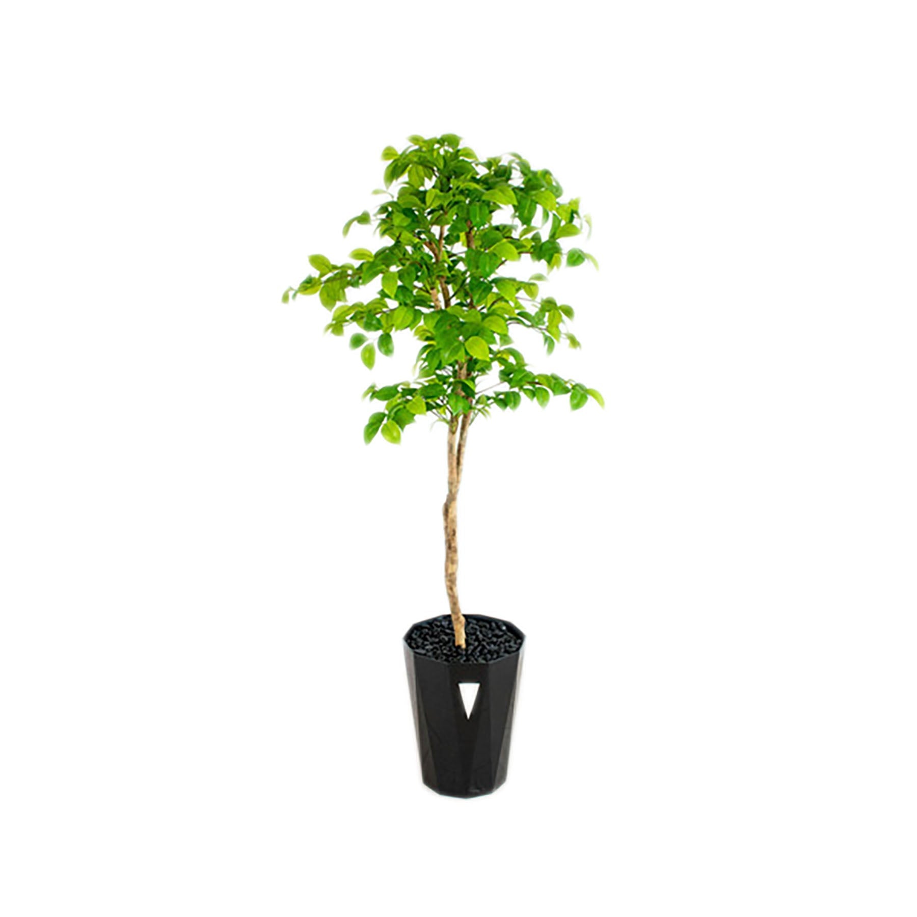 人工樹木／人工観葉植物 ナツツバキ – GREEN CROSS-select 工事現場の