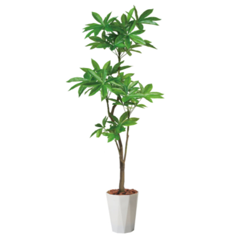series-180-pakira-pot