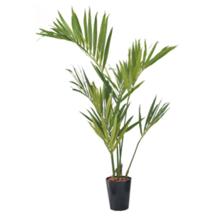 １５０ｃｍケンチャヤシポット　ＢＫＬ