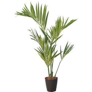 １５０ｃｍケンチャヤシポット　ＢＲＬ