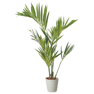 １５０ｃｍケンチャヤシポット　ＩＶＬ