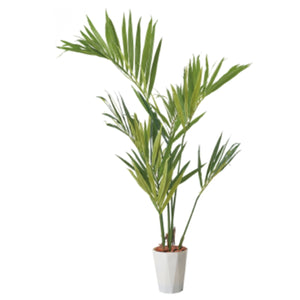 １５０ｃｍケンチャヤシポット　ＰＷＬ