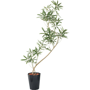 １３０ｃｍシェフレラアンガスティポット　ＢＫＬ