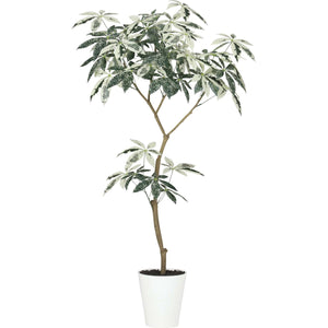 フイリパキラ１．５ｍ