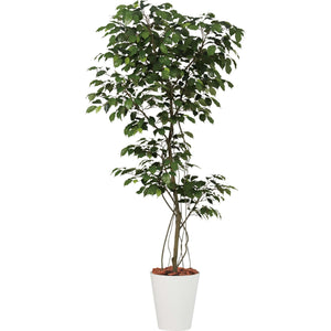 ベンジャミン１．８ｍ