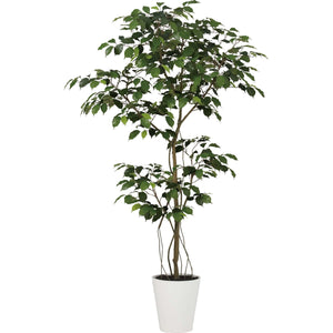 ベンジャミン１．５ｍ