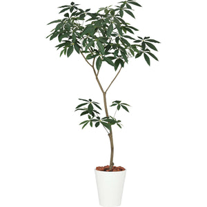 パキラ１．８ｍ