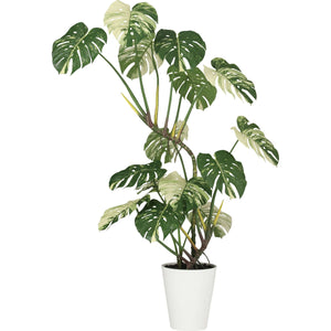 モンステラバリエガータ１．６ｍ