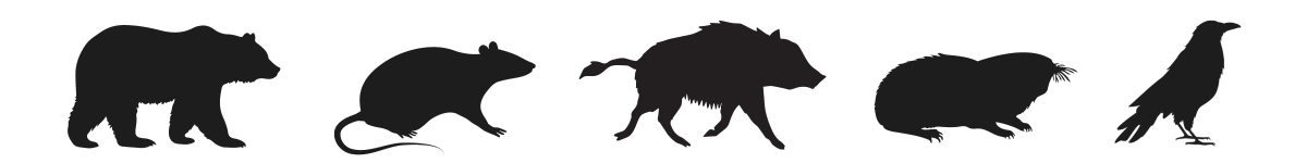 動物が右向き