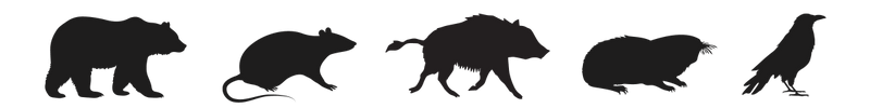 動物が右向き